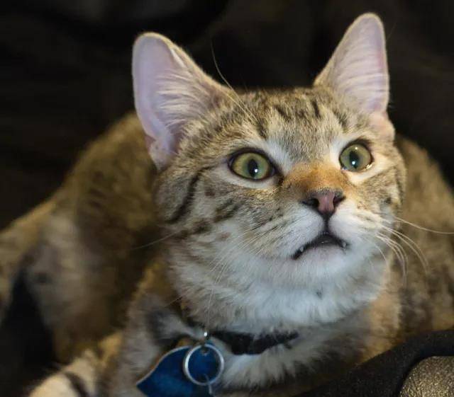 犬猫行为的解读-与爱宠之间沟通的艺术