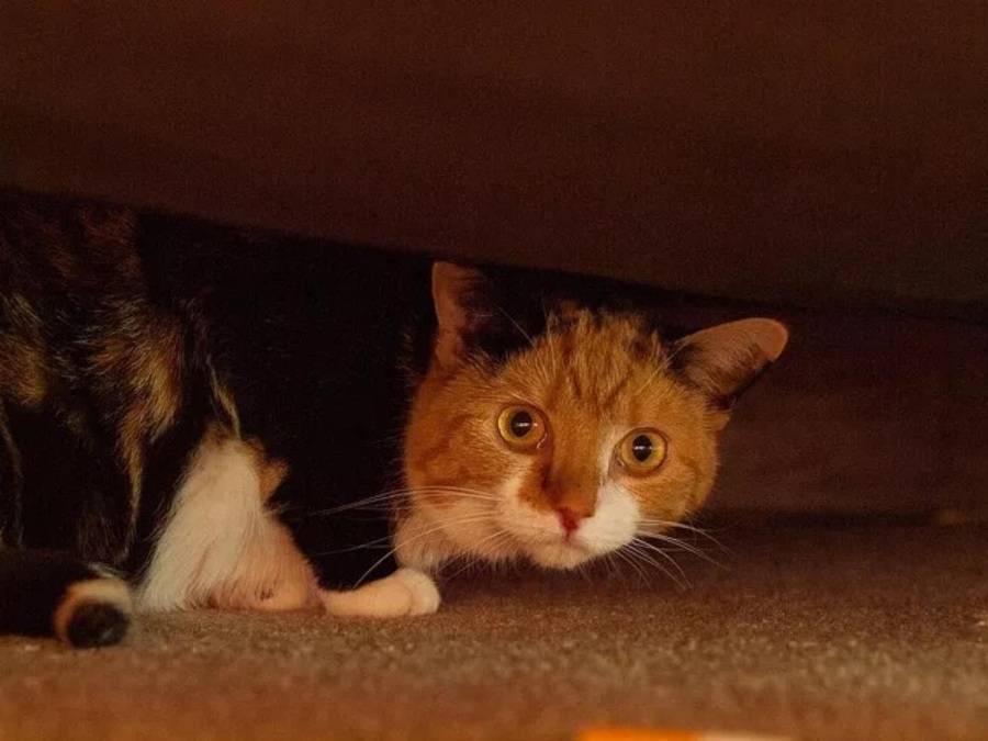 犬猫行为的解读-与爱宠之间沟通的艺术