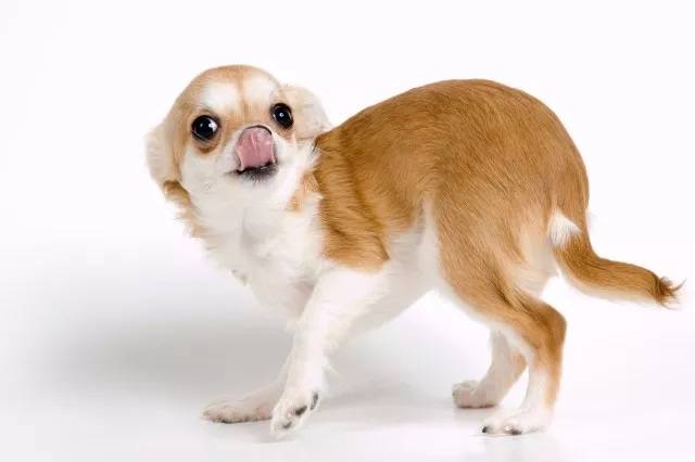 犬猫行为的解读-与爱宠之间沟通的艺术