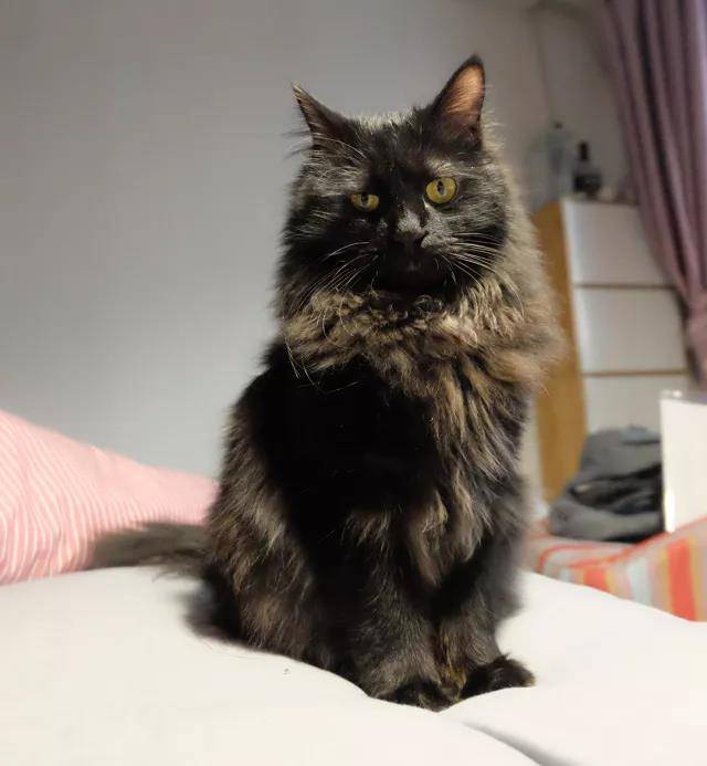 犬猫行为的解读-与爱宠之间沟通的艺术