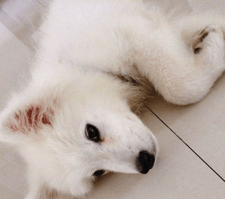 犬猫驱虫