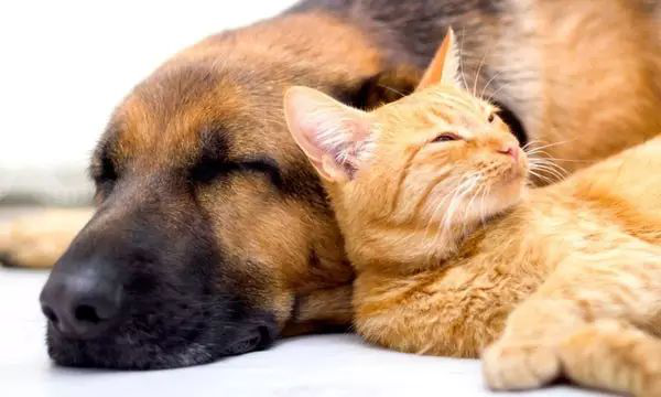 犬猫驱虫