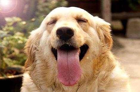 金毛犬这么温顺为什么会咬人?