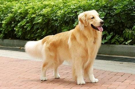 金毛犬这么温顺为什么会咬人?