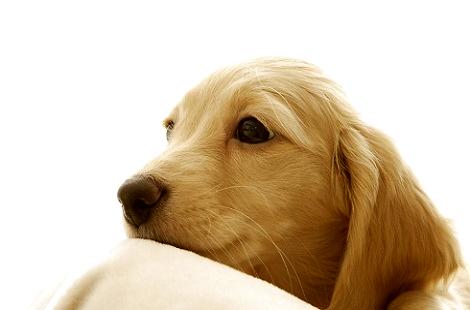 金毛犬这么温顺为什么会咬人?