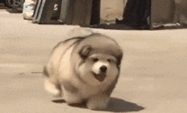 狗狗怎么喂养才正确,你知道吗?