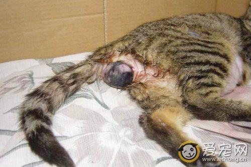 猫咪生产前的征兆及产后护理