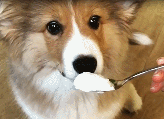 狗狗怎么喂养才正确,你知道吗?