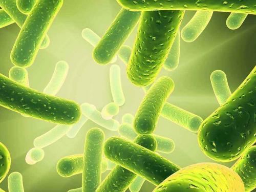 狗狗怎么喂养才正确,你知道吗?