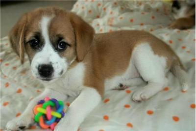 狗狗怎么喂养才正确,你知道吗?