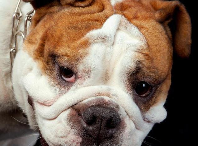 饲养狗狗的“7大禁忌”,我劝你别碰!