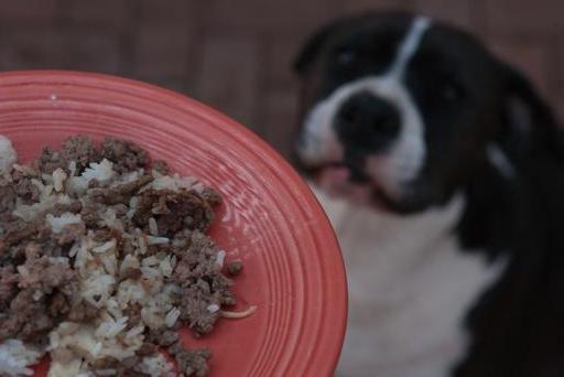 饲养狗狗的“7大禁忌”,我劝你别碰!