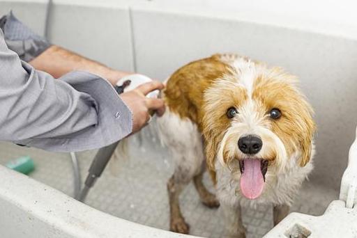 饲养狗狗的“7大禁忌”,我劝你别碰!