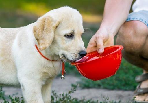 饲养狗狗的“7大禁忌”,我劝你别碰!