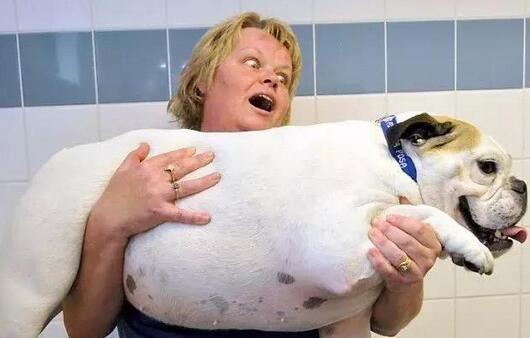 饲养狗狗的“7大禁忌”,我劝你别碰!