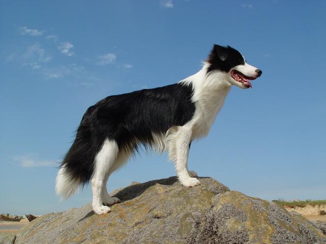 狗狗怎么喂养才正确,你知道吗?