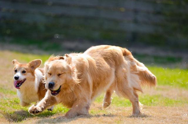 狗狗怎么喂养才正确,你知道吗?