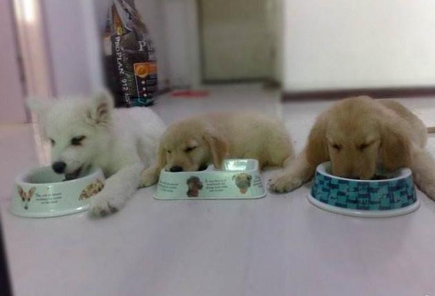 狗狗怎么喂养才正确,你知道吗?