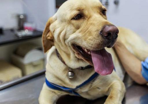 饲养狗狗的“7大禁忌”,我劝你别碰!