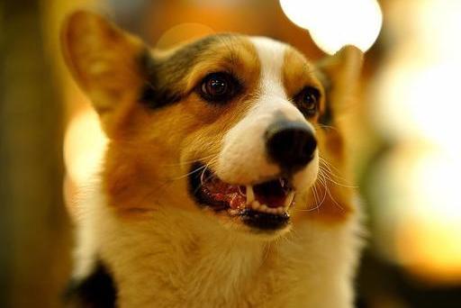 饲养狗狗的“7大禁忌”,我劝你别碰!