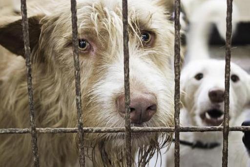 饲养狗狗的“7大禁忌”,我劝你别碰!