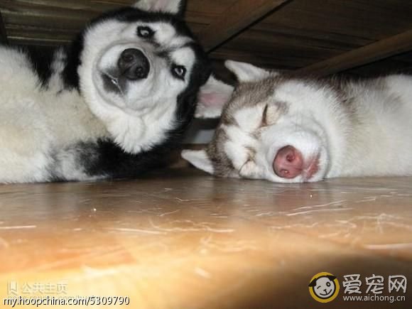 哈士奇与狼的区别(搞笑版)