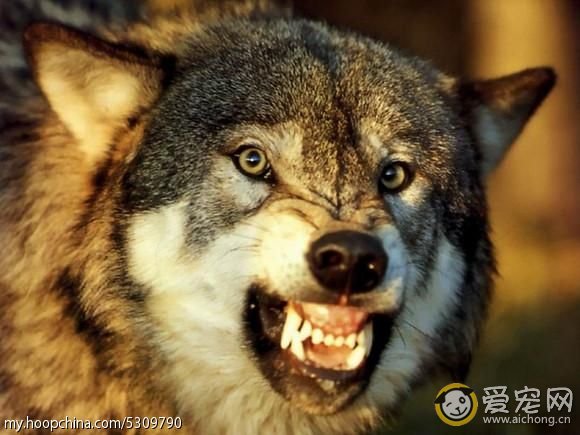 哈士奇与狼的区别(搞笑版)