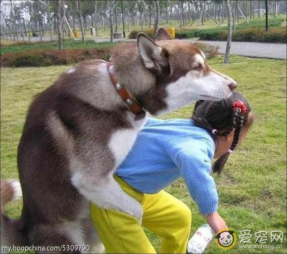 哈士奇与狼的区别(搞笑版)