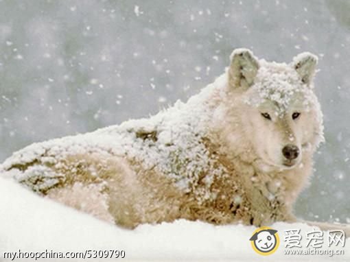 哈士奇与狼的区别(搞笑版)