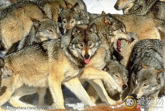 哈士奇与狼的区别(搞笑版)