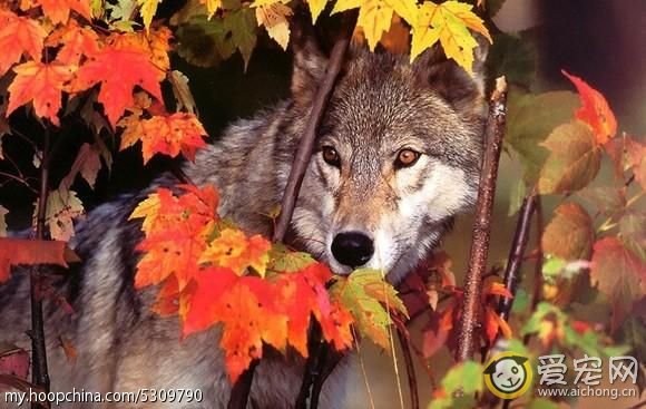 哈士奇与狼的区别(搞笑版)