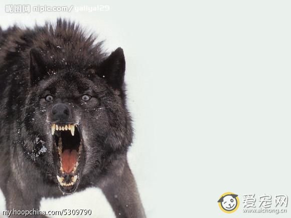 哈士奇与狼的区别(搞笑版)