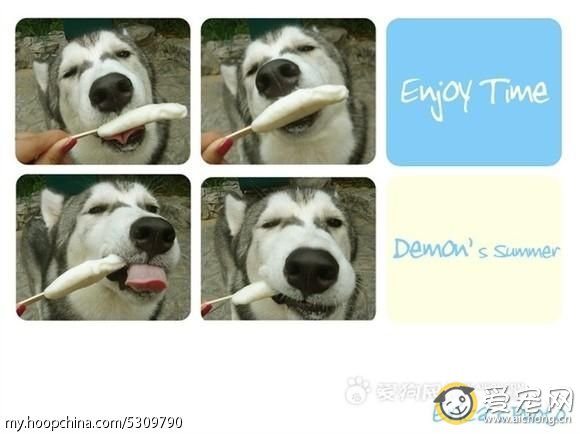 哈士奇与狼的区别(搞笑版)