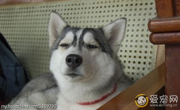 哈士奇与狼的区别(搞笑版)