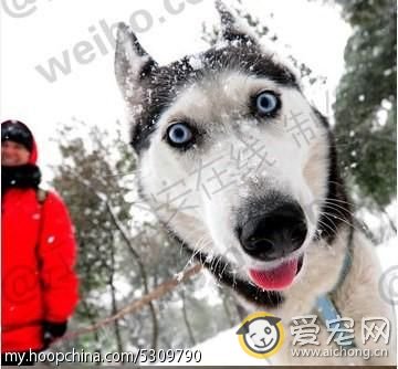 哈士奇与狼的区别(搞笑版)