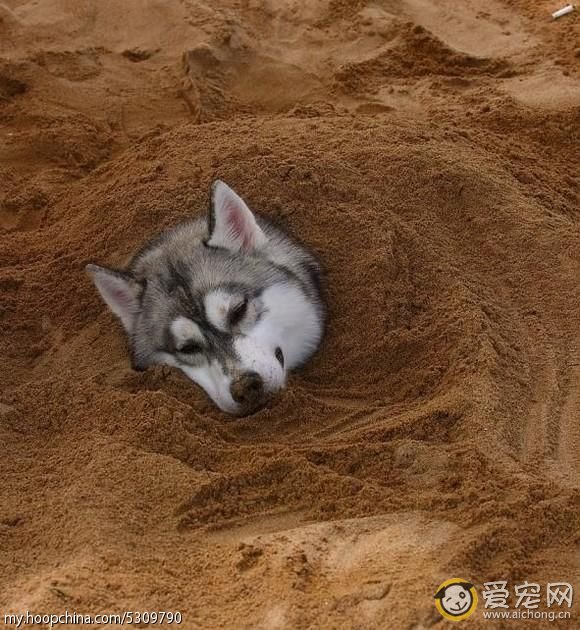 哈士奇与狼的区别(搞笑版)