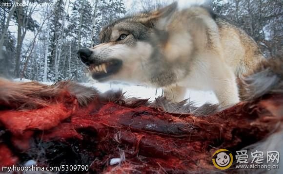 哈士奇与狼的区别(搞笑版)