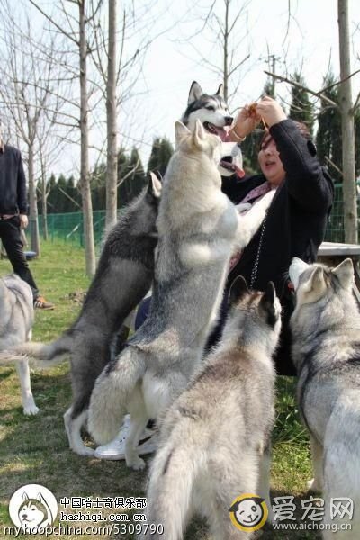 哈士奇与狼的区别(搞笑版)