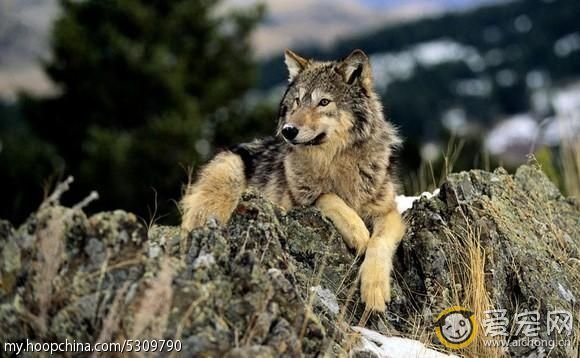 哈士奇与狼的区别(搞笑版)