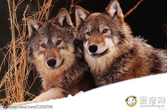 哈士奇与狼的区别(搞笑版)