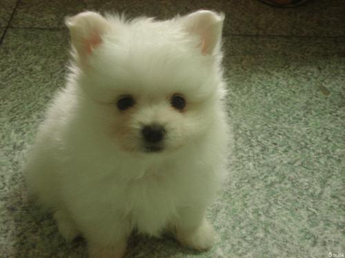 狗狗为什么得了细小,怎么办