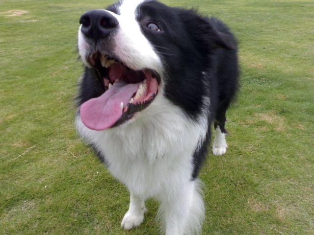 边境牧羊犬的特点及其产地来源