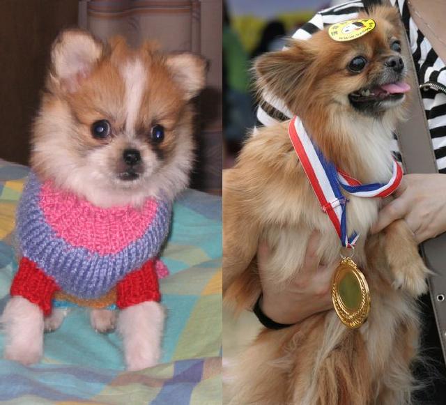 训练中如何奖励狗狗