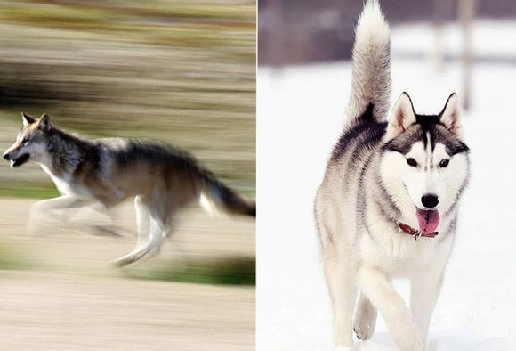 哈士奇和狼的区别