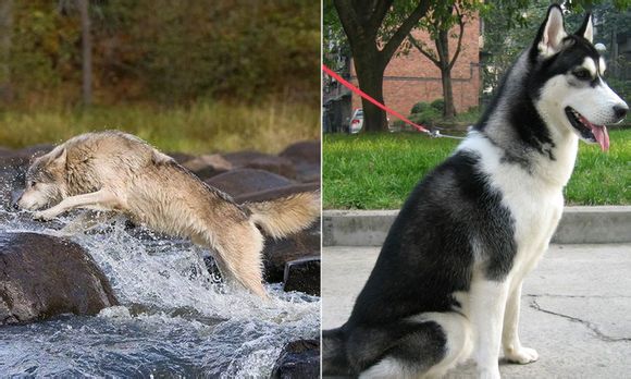 哈士奇和狼的区别