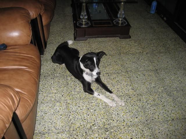 边境牧羊犬犬种可训性分析