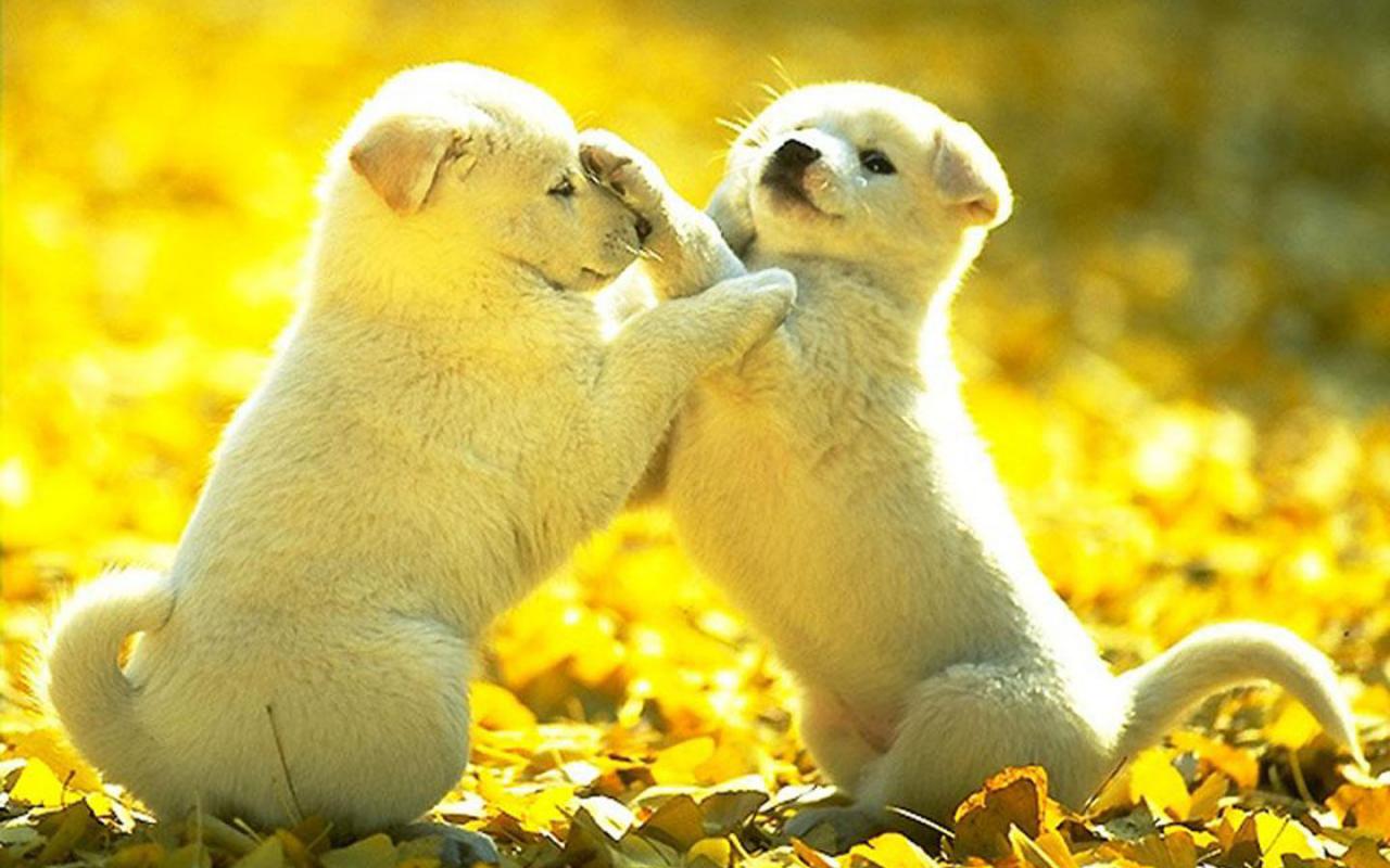 狗狗换毛期间的注意事项