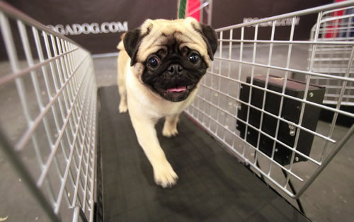 狗狗身上长皮癣怎么办