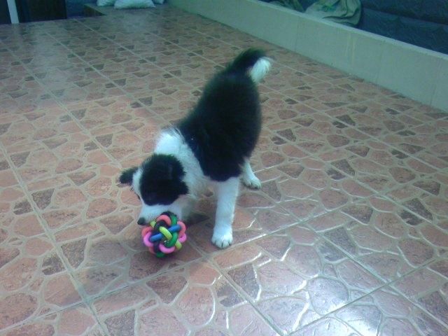 边境牧羊犬的畜牧训练方法