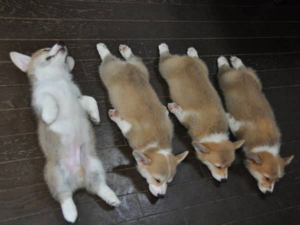 如何治疗柯基犬皮屑病